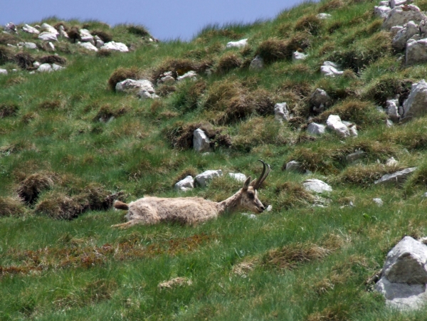 Camoscio d''Abruzzo Rupicapra pyrenaica ornata